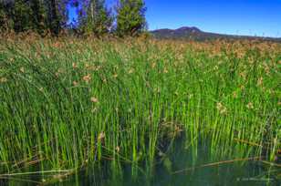 Reeds of Lava Lake-1479